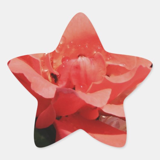  Peach Roze roze bloem Ster Sticker (Voorkant)