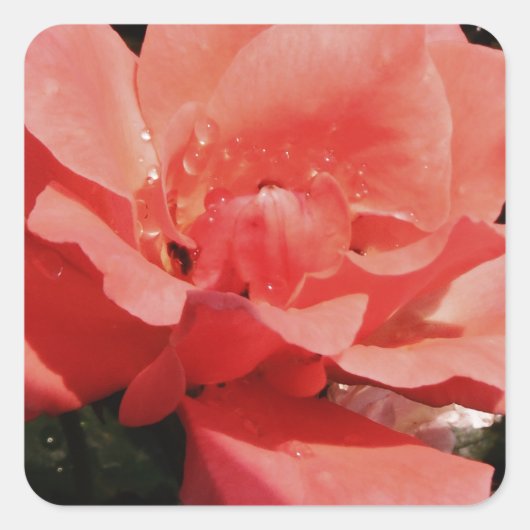  Peach Roze roze bloem Vierkante Sticker (Voorkant)
