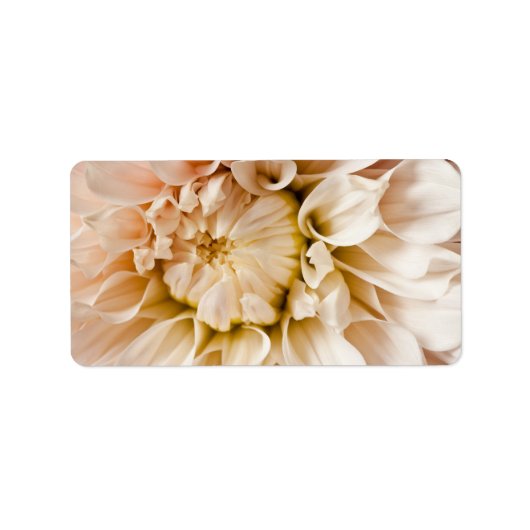 Peach, roze, wit en de achtergrond van Cream Dahli Etiket (Voorkant)