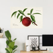 Peach twig (Prunus persica) van Royal Charles Stea Poster (Thuiskantoor)