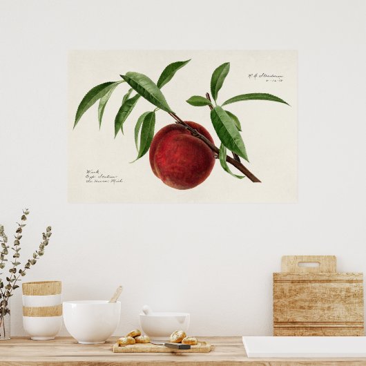 Peach twig (Prunus persica) van Royal Charles Stea Poster (Keuken)