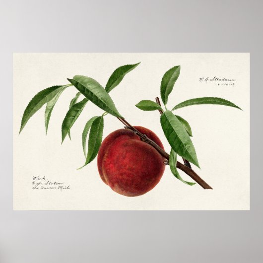 Peach twig (Prunus persica) van Royal Charles Stea Poster (Voorkant)