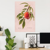 Peach twig (Prunus persica) van Royal Charles Stea Poster (Thuiskantoor)