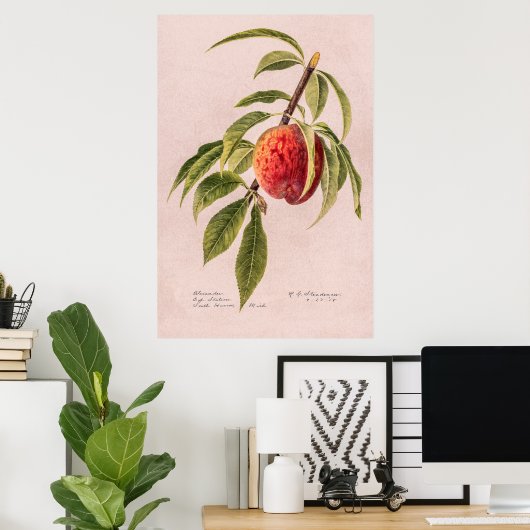 Peach twig (Prunus persica) van Royal Charles Stea Poster (Thuiskantoor)