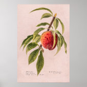 Peach twig (Prunus persica) van Royal Charles Stea Poster (Voorkant)