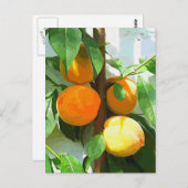 PEACHES BRIEFKAART (Voorkant / Achterkant)