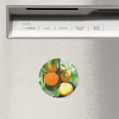 PEACHES MAGNEET (Insitu (Vaatwasser))