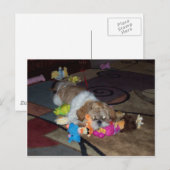 PEACHES The Cute Shih Tzu Briefkaart (Voorkant / Achterkant)