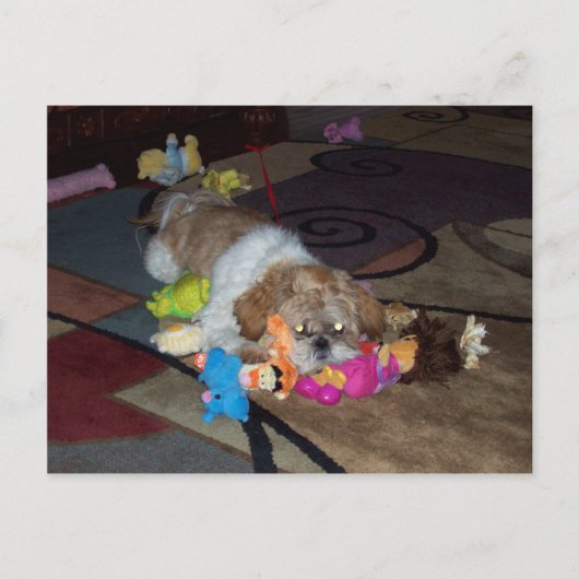 PEACHES The Cute Shih Tzu Briefkaart (Voorkant)