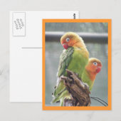 Peachface-papegaaien Briefkaart (Voorkant / Achterkant)
