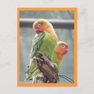 Peachface-papegaaien Briefkaart