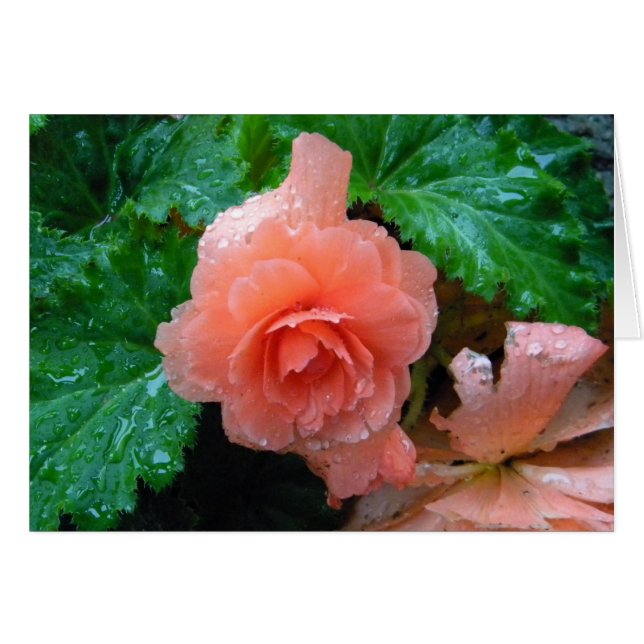 Peachy Begonia (Voorkant Horizontaal)