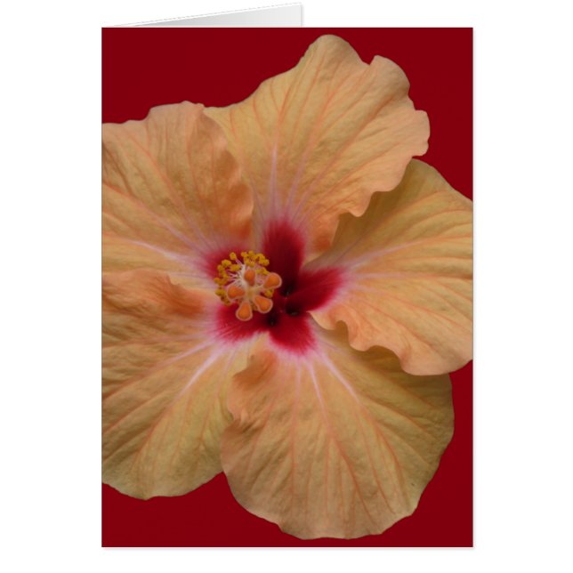Peachy Hibiscus (Voorkant)