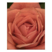 Peachy Mini Roos Foto Afdruk (Voorkant)