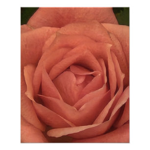 Peachy Mini Roos Foto Afdruk