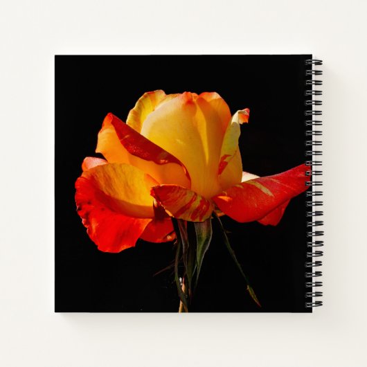 Peachy Oranje Roos Notitieboek (Achterkant)