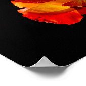 Peachy Oranje Roos Poster (Hoek)