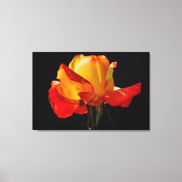 Peachy Oranje Roos Poster Canvas Afdruk