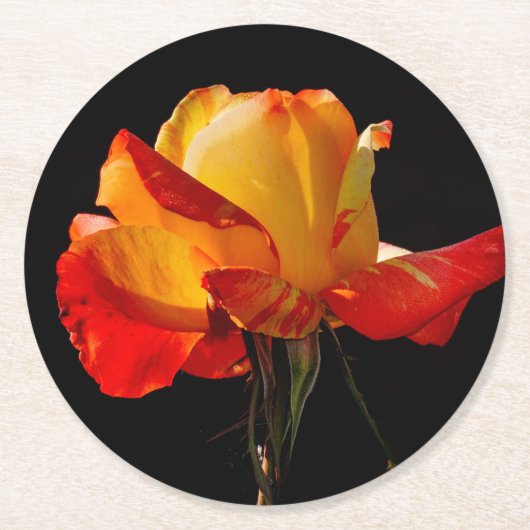 Peachy Oranje Roos Ronde Kartonnen Onderzetter (Voorkant)