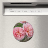 Peachy Pink English Roos 3" Round Magnet (Insitu (Vaatwasser))