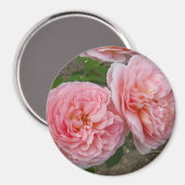 Peachy Pink English Roos 3" Round Magnet (Voorkant / Achterkant)