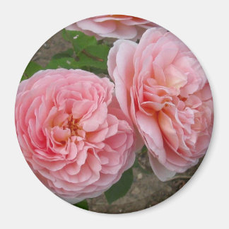 Peachy Pink English Roos 3" Round Magnet