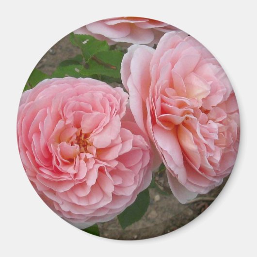 Peachy Pink English Roos 3" Round Magnet (Voorkant)
