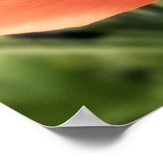 Peachy Ranunculus Flower Poster (Hoek)