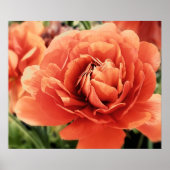 Peachy Ranunculus Flower Poster (Voorkant)