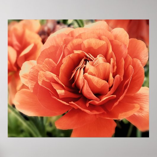 Peachy Ranunculus Flower Poster (Voorkant)
