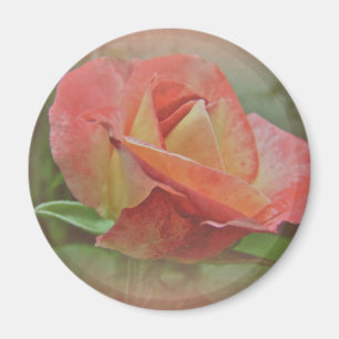Peachy Roos Blossom Magneet