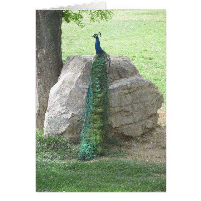 Peacock (Voorkant)