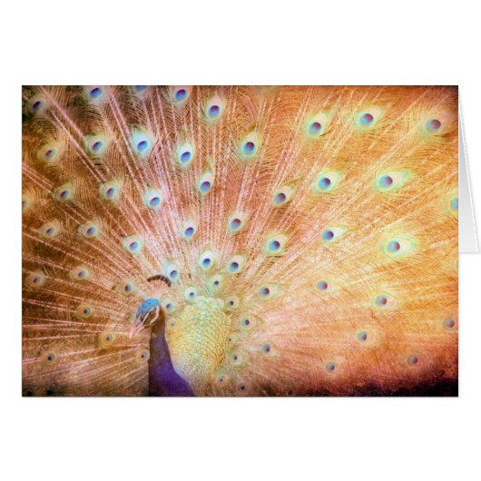 Peacock (Voorkant Horizontaal)