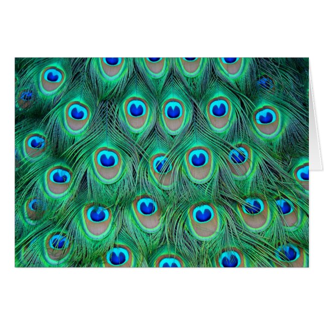 Peacock (Voorkant Horizontaal)