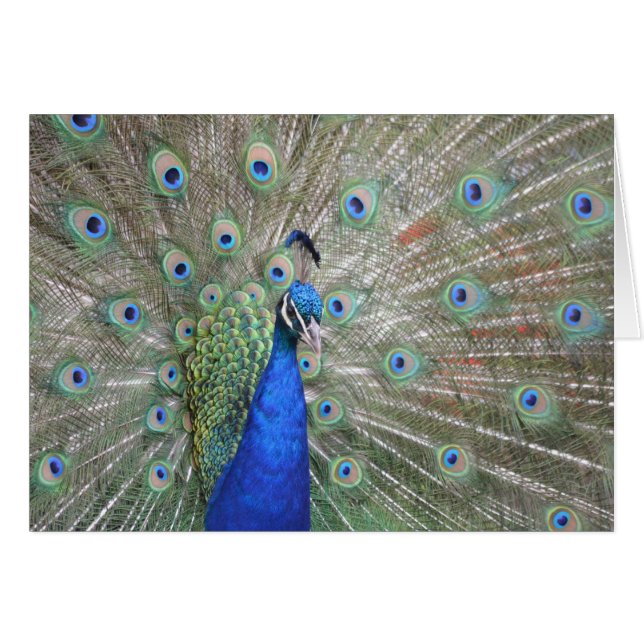 Peacock (Voorkant Horizontaal)
