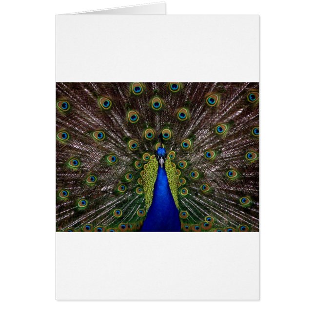 Peacock (Voorkant)