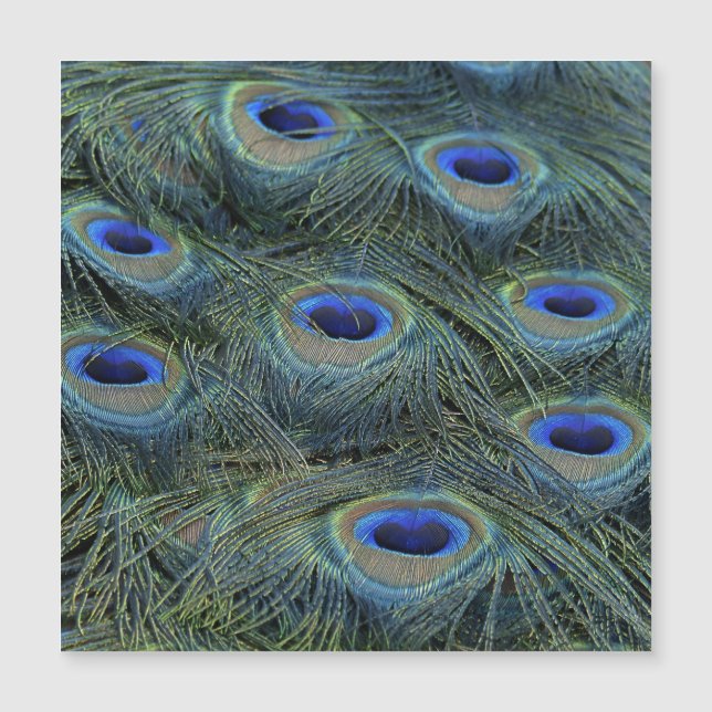 Peacock20160301 (Voorkant)