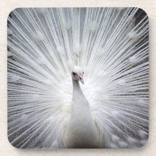 Peacock20160401 Bier Onderzetter