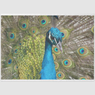 Peacock 1-wandpapier voor het loskoppelen van kuns tissuepapier