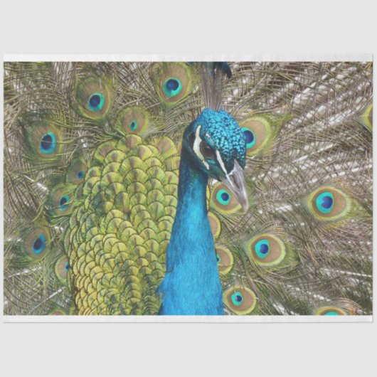 Peacock 1-wandpapier voor het loskoppelen van kuns tissuepapier (Voorkant)