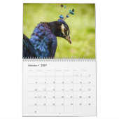 Peacock 2025 kalender (Jan 2027)