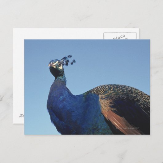 Peacock 2 briefkaart (Voorkant / Achterkant)