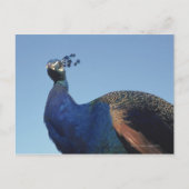 Peacock 2 briefkaart (Voorkant)