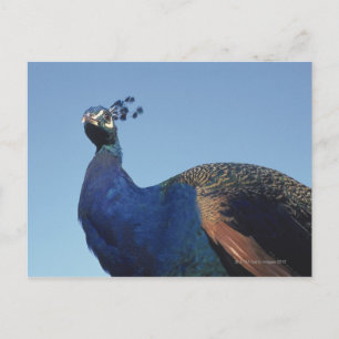 Peacock 2 briefkaart