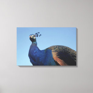 Peacock 2 canvas afdruk