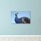 Peacock 2 canvas afdruk (Insitu (Houten vloer))