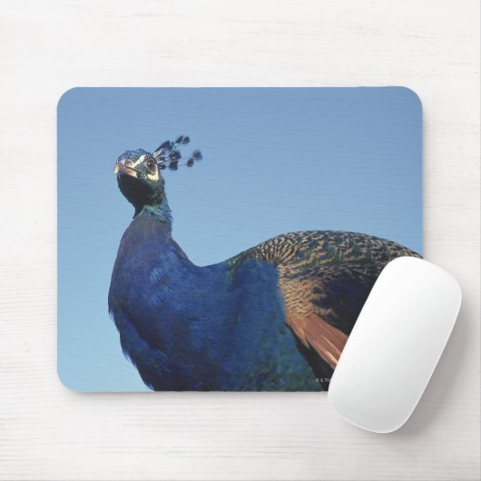 Peacock 2 muismat (Met muis)