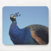 Peacock 2 muismat (Voorkant)
