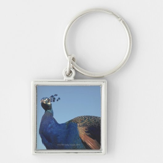Peacock 2 sleutelhanger (Voorkant)