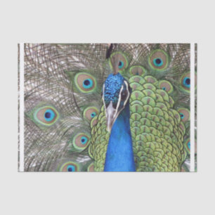 peacock-3.jpg tissuepapier